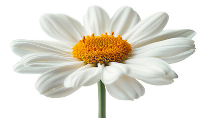 Single white daisy flower with yellow center isolated on transparent background