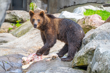A young bear stands on a rocky terrain delicately feeding on fresh meat, indicating a successful hunt or scavenging event in a natural setting.