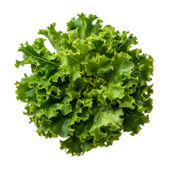 Obraz premium isolated fresh green lettuce leaves. Lettuce salad, top view