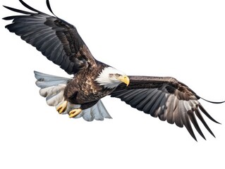 Bald Eagle Isolated on White Background, Adult Flying Eagle Isolated on White Background