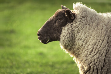 Das Schaf am Deich