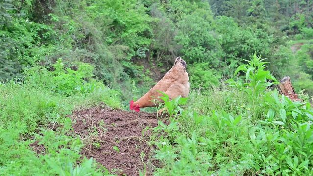 Free-range chickens raised in rural mountains