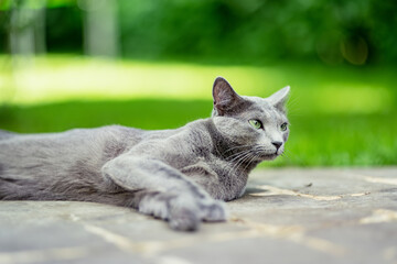 Young playful Russian Blue cat relaxing in the backyard. Gorgeous blue-gray cat with green eyes...
