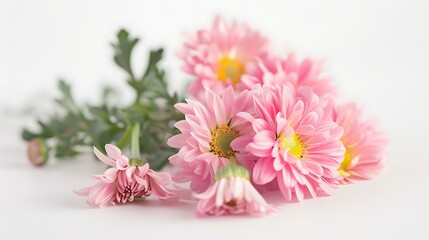 pink daisies on a white isolated background. Generative Ai