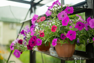 Fototapeta na wymiar Beautiful purple petunia flowers blossoming in flower pots in a backyard.
