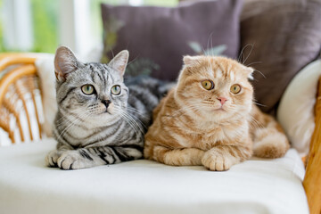 Red Scottish fold and British shorthair silver tabby cats having rest on a sofa in a living room. Adult domestic cats spending time indoors at home.