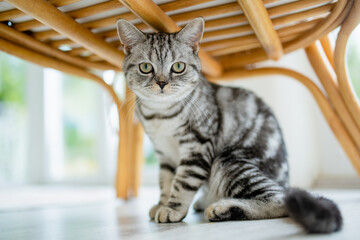 British shorthair silver tabby cat in a living room. Adult domestic cat spending time indoors at...