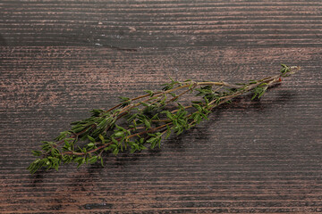Thyme - aromatic seasoning herbal plant - 794894602