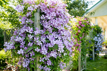 Flowering purple clematis in the garden. Flowers blossoming in summer.