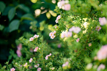 Pink shrubby cinquefoil (Pentaphylloides fruticosa) blooming in the garden on summer day. - obrazy, fototapety, plakaty