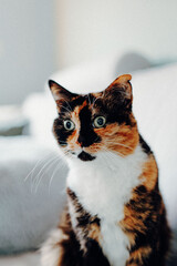 Schildpat Gl&uuml;ckskatze