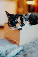 Portrait Katze Gl&uuml;ckskatze