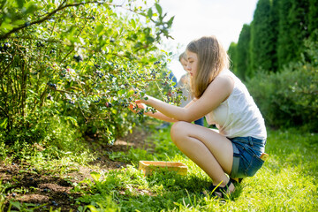 Cute young girl picking fresh berries on organic blueberry farm on warm and sunny summer day. Fresh...