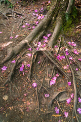 Purple and Pink Flower Petals on Tree Roots at New River Gorge National Park in West Virginia