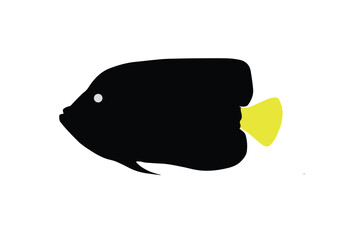 Emperor angelfish on white, vector illustration.