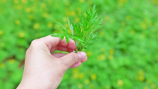 Picking fresh mugwort in spring