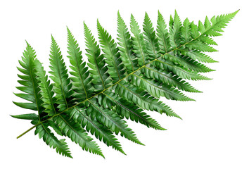 Lush green fern leaves with detailed texture isolated on transparent background