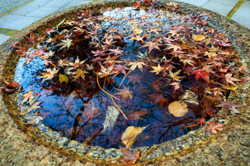 境内の薬師殿前には多くの蹲がある。
秋には紅葉が映り込みとても美しい。
二階堂にある覚園寺。
鎌倉時代1218年創建。
境内は国の史跡に指定され、境内奥の谷戸には多くの仏像、塔があり、日本国の重要文化財となっている。

日本国神奈川県鎌倉市にて。
2021年12月19日撮影。
There are many stone wash basins in front of the Yakushi-Den 