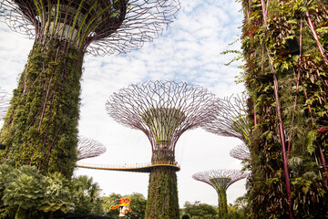 super grove of futuristic trees in Singapore Garden by the Bay, Southeast Asia