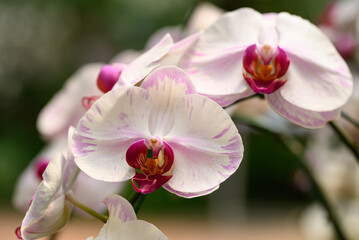 Naklejka na ściany i meble Beautiful pink white Phalaenopsis orchid flower blossom in Thailand