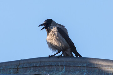 angry hooded crow on top of the roof - 794907869
