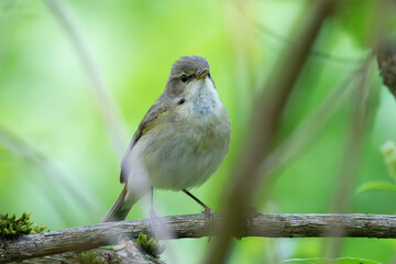 common chiffchaff hiding into the bushes - 794907883