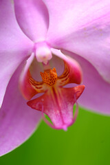 Beautiful pink Phalaenopsis orchid flower blossom in Thailand