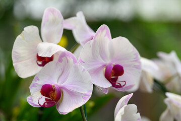 Beautiful pink white Phalaenopsis orchid flower blossom in Thailand