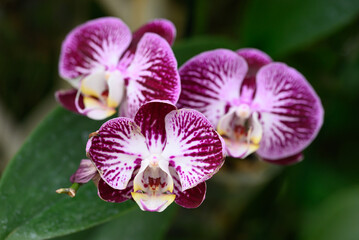 Beautiful pink Phalaenopsis orchid flower blossom in Thailand