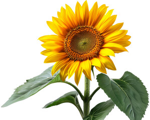 Bright yellow sunflower in full bloom isolated on transparent background