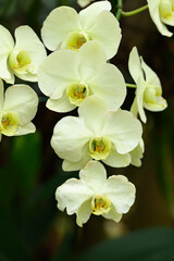 Fototapeta na wymiar Beautiful yellow Phalaenopsis orchid flower blossom in Thailand