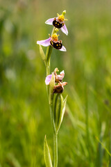 Detail of the bloom of the bee orchid blooming in June in the green grass meadow and moving in the gentle wind in the South Moravia in Czech republic