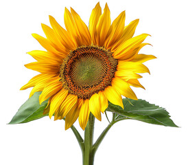 Obraz premium Bright yellow sunflower in full bloom isolated on transparent background