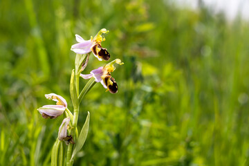 Detail of the unique bloom of the bee orchid blooming in June in the green grass meadow and moving...