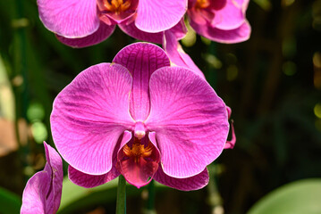 Beautiful pink Phalaenopsis orchid flower blossom in Thailand