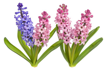Obraz premium Assortment of colorful hyacinth flowers isolated on transparent background