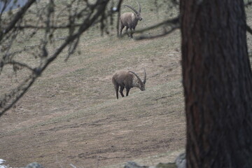 herd of steinbock capricorns grazing in Pontresina, Graubuenden, during summer. Ibex herd.