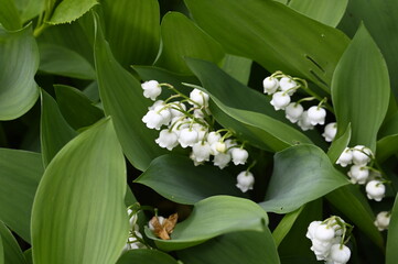 Brin de muguet premier mai fête du travail