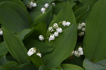 Brin de muguet premier mai fête du travail