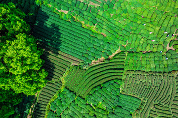Aerial view of green tea plantation and trees natural landscape in spring. top view