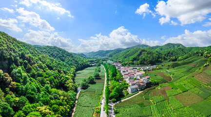 Aerial view of green tea plantation and mountains nature landscape in Hangzhou. Panoramic view.