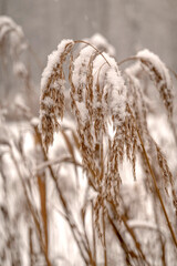 Pampasgras Covered With Snow on a Blurry Background. Delicate Reeds in the Light of a Winter Day.  Decorative Pampas Grass Moved by the Wind. - 794924071