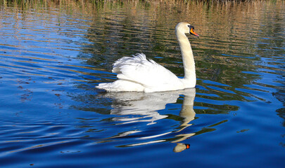 A lone great white whooper swan swims in a lake with its reflection in the water. A beautiful,...