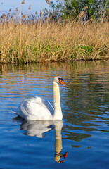 A lone great white whooper swan swims in a lake with its reflection in the water. A beautiful,...