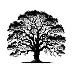 Fototapeta premium Vector Silhouette of Oak Tree- Capturing the Majestic Presence and Timeless Beauty of Nature.- Oak Tree Illustration- Oak Tree Vector