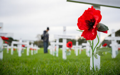 White crosses and red poppies at Anzac Day commemoration. Out-of-focus people paying respect to fallen soldiers. Auckland. New Zealand. - 794925805