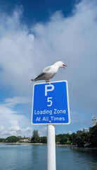 Naklejka premium Seagull shouting from the top of 5 minute parking sign post. Takapuna beach. Auckland. Vertical format.
