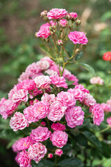 Fresh rose are in full bloom in the garden. - 794926618