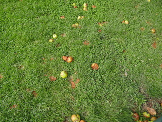 Fallen fruit meadow, fruits that have fallen from  trees lie in the green, some of them badly rotten. these areas are ecologically important. Different sharpness and blur zones in the image