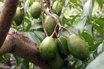 fresh ambarella hanging from the tree against the background of the green leaves, scientific name: Spondias dulcis